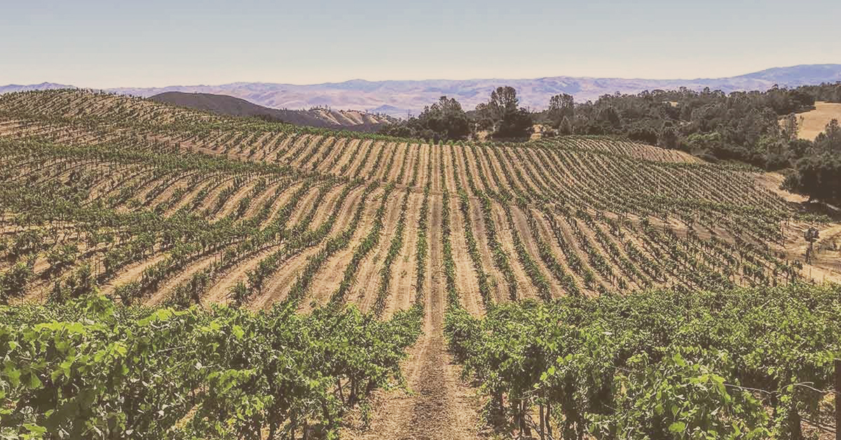 Mount Harlan Calera Vineyards - Pinot Noir