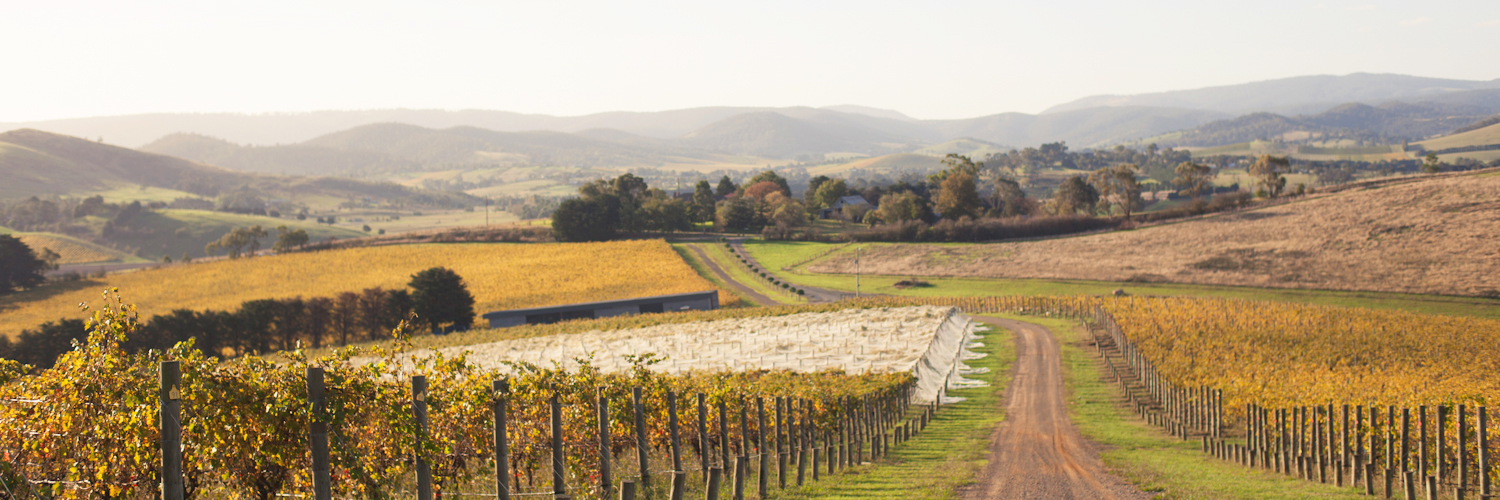 Luke Lambert vineyards