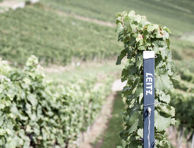 Sparrismiddag med Riesling från Leitz